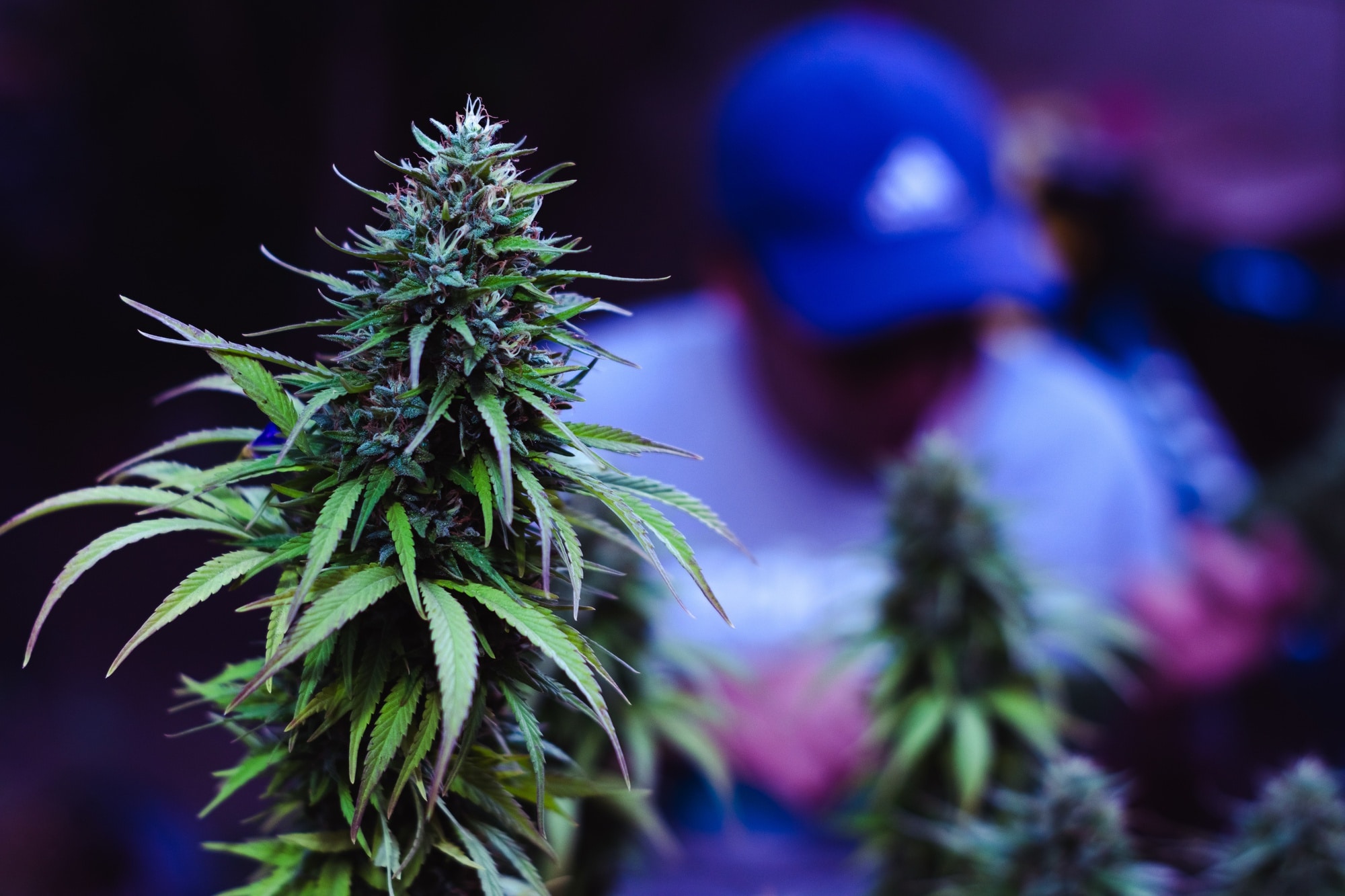 Buy Weed Online Ireland – Strong THC Gummies, Vape Pens & Pre-rolls